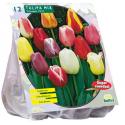 Baltus Tulipa Darwin Mix tulpen bloembollen per 12 stuks